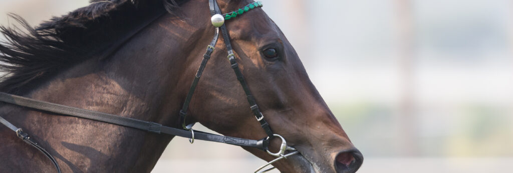 Hope Eden Racing Limited - Race Horse Syndicate - Champagne being poured into champagne glasses