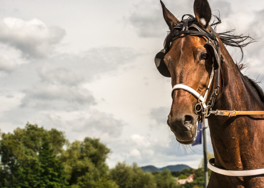 Hope Eden Racing Limited