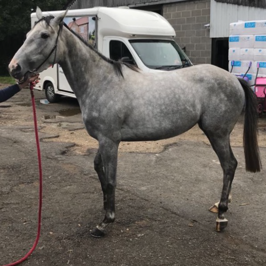 Olimar - A Gorgeous Gray Filly by Kendargent - Shares Available for Syndication - Hope Eden Racing